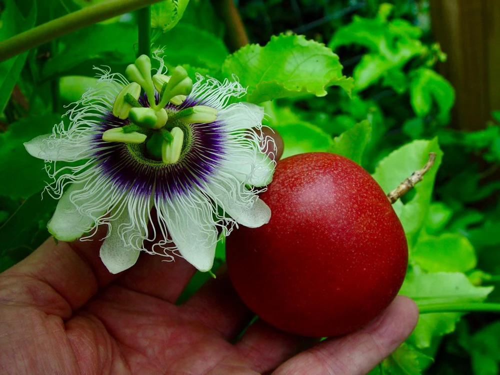 Cold Hardy Panama Red Passion Fruit Live Plant – 4-6 Inch Starter Vine – Outdoor Edible - Image 2