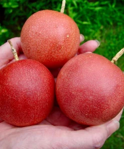 Cold Hardy Panama Red Passion Fruit Live Plant – 4-6 Inch Starter Vine – Outdoor Edible - Image 3