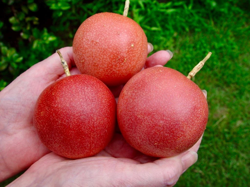 Cold Hardy Panama Red Passion Fruit Live Plant – 4-6 Inch Starter Vine – Outdoor Edible - Image 3