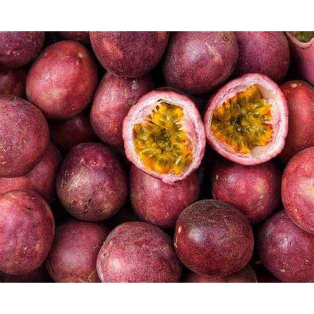 Cold Hardy Panama Red Passion Fruit Live Plant – 4-6 Inch Starter Vine – Outdoor Edible - Image 1