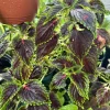 Coleus Chocolate Mint Seeds - Bush & Shrub Seeds for Vibrant Foliage - Image 1