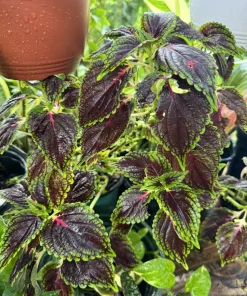 Coleus Chocolate Mint Seeds - Bush & Shrub Seeds for Vibrant Foliage - Image 1