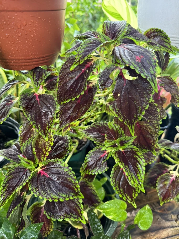 Coleus Chocolate Mint Seeds - Bush & Shrub Seeds for Vibrant Foliage - Image 1
