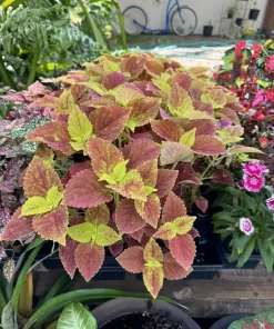 Coleus Live Plant – Colorful Foliage Houseplant – Indoor & Outdoor - Image 1