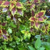 Coleus Live Plant – Colorful Foliage – Houseplant or Garden Accent - Image 1