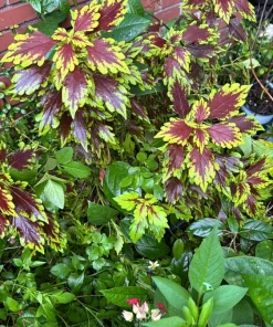 Coleus Live Plant – Colorful Foliage – Houseplant or Garden Accent - Image 1