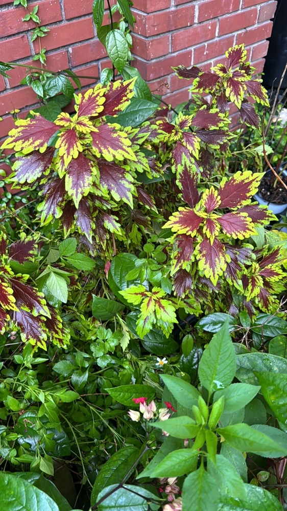 Coleus Live Plant – Colorful Foliage – Houseplant or Garden Accent - Image 1