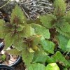 Coleus Live Plant - Colorful Ornamental Foliage Potted Houseplant - Image 1