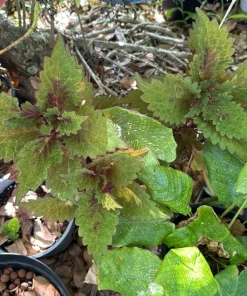 Coleus Live Plant - Colorful Ornamental Foliage Potted Houseplant - Image 1