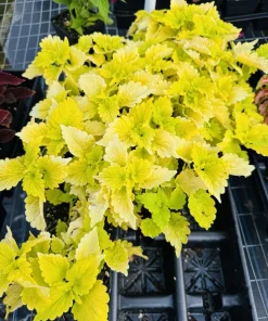 Coleus Live Plant – Colorful Painted Nettle Foliage – Shade Garden - Image 2