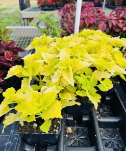 Coleus Live Plant – Colorful Painted Nettle Foliage – Shade Garden - Image 3
