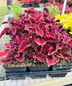 Coleus Live Plant – Colorful Painted Nettle Foliage – Shade Garden - Image 4