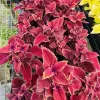 Coleus Live Plant – Colorful Painted Nettle Foliage – Shade Garden - Image 1
