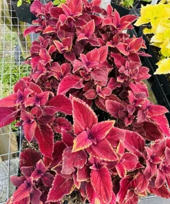Coleus Live Plant – Colorful Painted Nettle Foliage – Shade Garden - Image 1