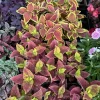 Coleus Live Plant - Colorful Painted Nettle Foliage Houseplant - Image 1