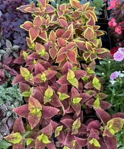 Coleus Live Plant - Colorful Painted Nettle Foliage Houseplant - Image 1