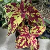 Coleus Live Plant - Colorful Painted Nettle Foliage - Shade Garden Houseplant - Image 1