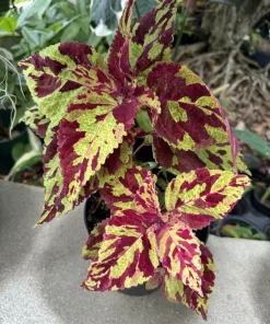 Coleus Live Plant - Colorful Painted Nettle Foliage - Shade Garden Houseplant - Image 1