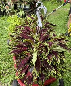 Coleus Live Plant - Colorful Painted Nettle Houseplant - Image 2
