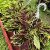 Coleus Live Plant - Colorful Painted Nettle Houseplant - Image 1