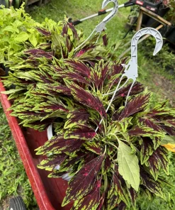 Coleus Live Plant - Colorful Painted Nettle Houseplant - Image 1