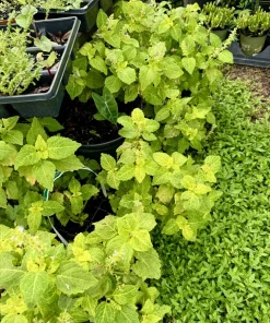 Coleus Live Plant - Colorful Painted Nettle Ornamental Foliage for Shade - Image 2