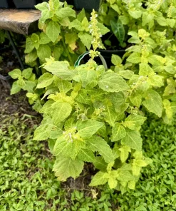 Coleus Live Plant - Colorful Painted Nettle Ornamental Foliage for Shade - Image 1