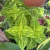 Coleus Live Plant – Colorful Painted Nettle – Ornamental Houseplant - Image 1