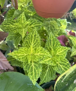Coleus Live Plant – Colorful Painted Nettle – Ornamental Houseplant - Image 1