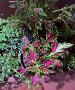 Coleus Live Plant – Colorful Painted Nettle – Potted Houseplant - Image 4