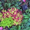 Coleus Live Plant – Colorful Painted Nettle – Potted Houseplant - Image 1