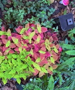 Coleus Live Plant – Colorful Painted Nettle – Potted Houseplant - Image 1