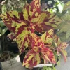 Coleus Live Plant – Colorful Painted Nettle – Shade Garden Foliage - Image 1