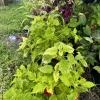 Coleus Live Plant - Colorful Painted Nettle - Shade Garden Houseplant - Image 1