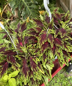 Coleus Live Plant - Colorful Painted Nettle Shade Garden Foliage - Image 1