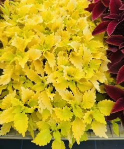 Coleus Live Plant - Colorful Painted Nettle Variety - Indoor/Outdoor Foliage - Image 10