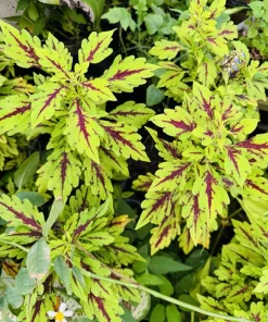 Coleus Live Plant - Colorful Painted Nettle Variety - Indoor/Outdoor Foliage - Image 2