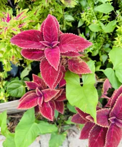 Coleus Live Plant - Colorful Painted Nettle Variety - Indoor/Outdoor Foliage - Image 4