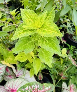 Coleus Live Plant - Colorful Painted Nettle Variety - Indoor/Outdoor Foliage - Image 5