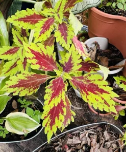Coleus Live Plant - Colorful Painted Nettle Variety - Indoor/Outdoor Foliage - Image 6