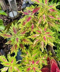 Coleus Live Plant - Colorful Painted Nettle Variety - Indoor/Outdoor Foliage - Image 1