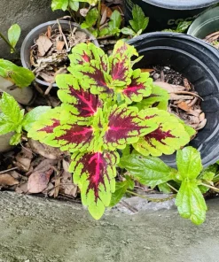 Coleus Live Plant - Colorful Painted Nettle Variety - Indoor/Outdoor Foliage - Image 7