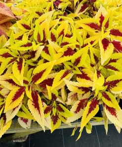 Coleus Live Plant - Colorful Painted Nettle Variety - Indoor/Outdoor Foliage - Image 8