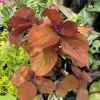 Coleus Live Plant – Colorful Shade Garden Foliage for Outdoor Containers - Image 1