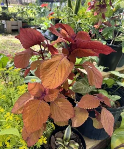 Coleus Live Plant – Colorful Shade Garden Foliage for Outdoor Containers - Image 2