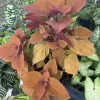 Coleus Live Plant in Pot - Colorful Painted Nettle Houseplant - Image 1