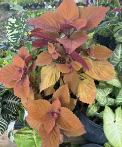 Coleus Live Plant in Pot - Colorful Painted Nettle Houseplant - Image 1