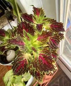 Coleus Live Plant in Pot – Colorful Shade Houseplant Foliage - Image 1