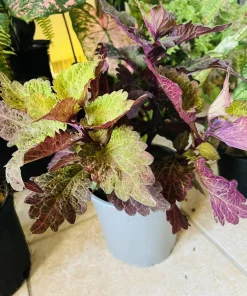 Coleus Live Plant in Pot - Exotic Foliage - Potted Houseplant - Image 2