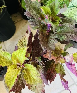 Coleus Live Plant in Pot - Exotic Foliage - Potted Houseplant - Image 3